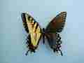 Papilio glaucus Gynandromorph 2 (Internet Image property of respective owner, non-commercial use only)